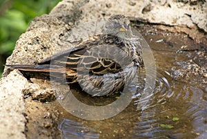 Selective closeup of a sharp-beaked ground finch in a puddle in a rock