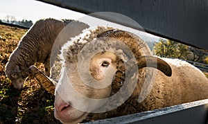 Selective closeup shot of bighorn sheep in a grass field