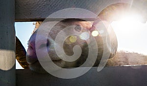 Selective closeup shot of a bighorn sheep through a wooden fence on the background of sun rays