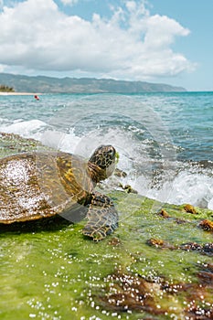 Selective closeup shot of a brown Pacific ridley sea turtle near the sea on a sunny day