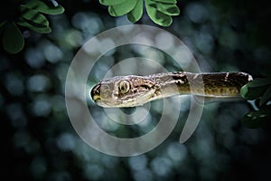 Selective closeup shot of a brown snake on a tree with a blurred background