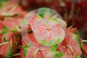 Selective closeup shot of pink and green anthurium flowers