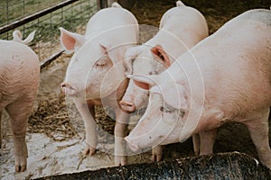 Selective closeup shot of pink pigs in a barn