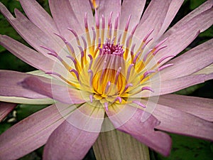 Selective closeup shot of purple petaled water lily