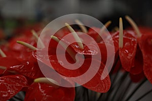 Selective closeup shot of red anthurium flowers