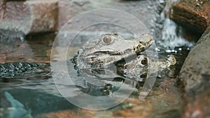 Selective closeup shot of two gray alligators in water