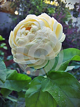 Selective closeup of a white Claire Austin rose in a garden