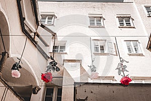 Selective color of red and white roses hanging upended, concept of love