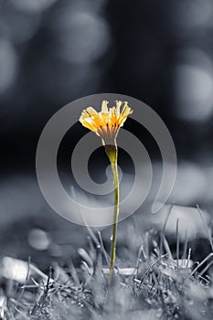 Selective color shot of a bristly hawkbit flower in the park