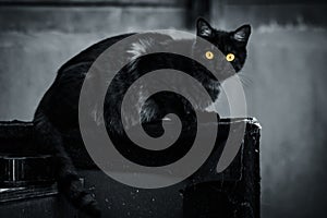 Selective colour portrait of yellow-eyed cat isolated looking straight at the camera