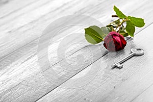 Selective colour of the rose in a greyscale image in a conceptua