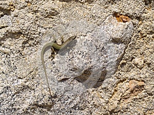 Selective of a common wall lizard (Podarcis muralis) in Austria