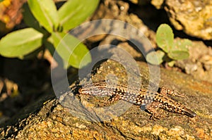 Selective of a common wall lizard (Podarcis muralis) in Austria