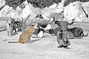 Selective desaturation of a group of wild cats eating