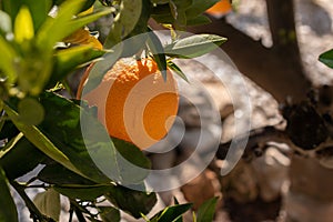 Selective focu shot of a fresh lemon hanging from the lemon tree