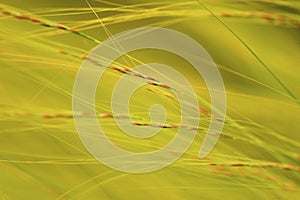 Wind blown grasses abstract.