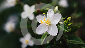 Selective focus accentuates beauty of jasmine flower against background