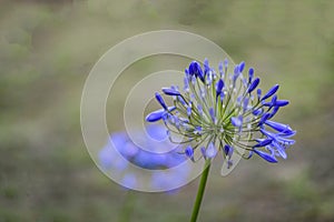 Selective focus of African Blue Lily flower, in purple blue shade.