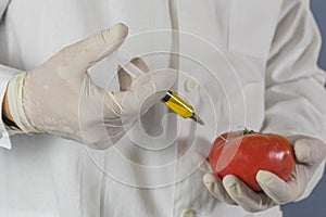 Selective focus agricultural lab worker injecting tomato with nitrates to keep it fresh, gmo. Close up