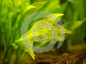 selective focus of an amazon sword leaf (Echinodorus amazonicus) yellowing due to lack of nutrients in the water