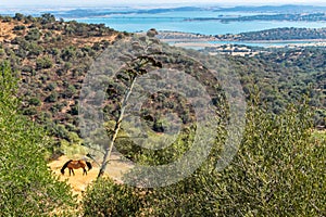 Selective focus on American agave plant with a Lusitanian horse grazing and Alqueva reservoir on the horizon, Monsaraz PORTUGAL