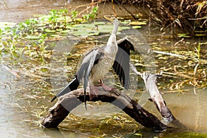 Selective focus, Anhinga Snakebird sitting on the tree, Australia