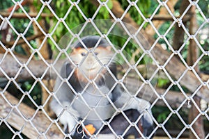 Selective focus of animal cage with small Langur in zoo