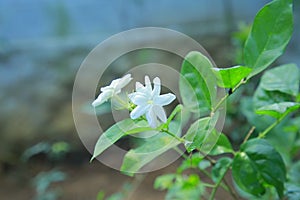 Selective focus of Arabian jasmine flowers growing in a botanical garden