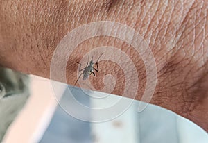 Selective focus of Asian tiger mosquito sucking blood on human skin