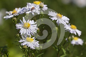 Selective focus of autumn flower Aster alpinus (blue alpine daisy