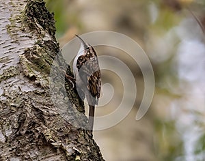 Selective focus of a bar-tailed treecreeper on a tree trunk with blurred background