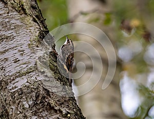 Selective focus of a bar-tailed treecreeper on a tree trunk with blurred background