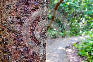 selective focus on the bark of a Gumbo limbo tree along trail path at Everglades National Park photo