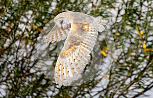 Selective focus of a barn owl flying near green tree blurred background