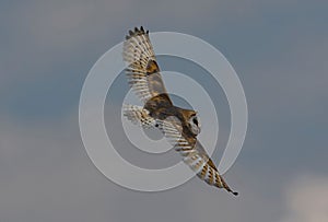 Selective focus of a barn owl flying over sunlit gloomy clouds blurred background