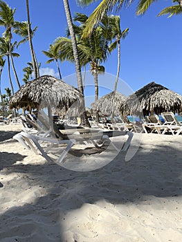 Selective focus on the beach with sunbeds and palm trees on sunny day.