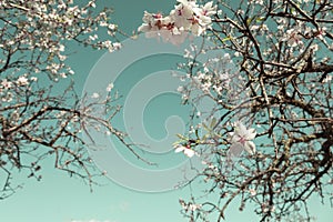 Selective focus of Beautiful almond blossom