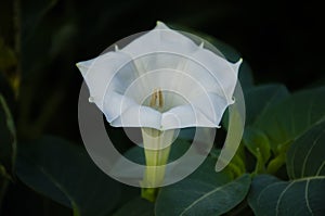 Selective focus on beautiful ANGEL'S TRUMPET OR DATURA PLANT plant with flower and leaves.