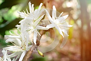 Selective focus of beautiful blooming or flowering white coffee tree flowers of liberica kape barako variety at morning