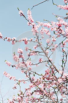 Selective focus of beautiful branches of Cherry blossoms on the tree under blue sky, Beautiful Sakura flowers during spring season