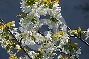 Selective focus of beautiful branches of cherry blossoms on the tree under blue sky, Beautiful Sakura flowers during spring season