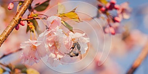 Selective focus of beautiful branches of pink Cherry blossoms with a bee  on the tree under blue sky.