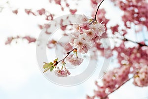 Selective focus of beautiful branches of pink Cherry blossoms.