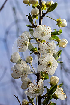 Selective focus of beautiful branches of plum blossoms on the tree under blue sky, Beautiful Sakura flowers during spring season