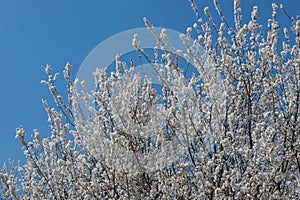 Selective focus of beautiful branches of plum blossoms on the tree under blue sky, Beautiful Sakura flowers during spring season