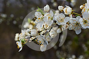 Selective focus of beautiful branches of plum blossoms on the tree under blue sky, Beautiful Sakura flowers during spring season