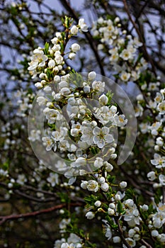 Selective focus of beautiful branches of plum blossoms on the tree under blue sky, Beautiful Sakura flowers during spring season