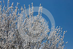 Selective focus of beautiful branches of plum blossoms on the tree under blue sky, Beautiful Sakura flowers during spring season