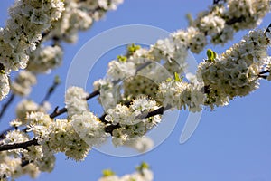 Selective focus of beautiful branches of plum blossoms on the tree under blue sky, Beautiful Sakura flowers during spring season