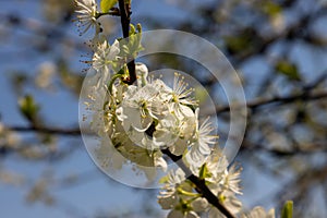 Selective focus of beautiful branches of plum blossoms on the tree under blue sky, Beautiful Sakura flowers during spring season